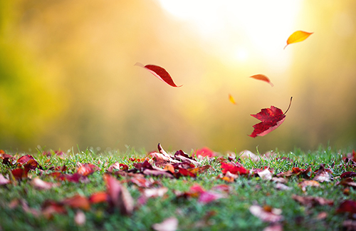 Зачем осенью собирают опавшие листья? Почему их нельзя сжигать?