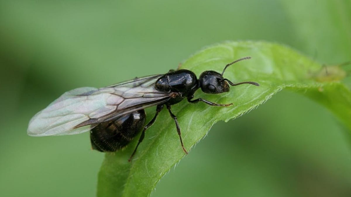 Крылатые летающие муравьи: фото, как избавиться, опасны ли для человека