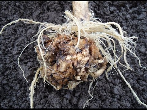 Гниет капуста на корню и в середине: что делать, как спасти урожай