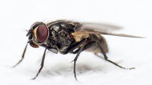 Как избавиться от мух в доме и на даче? Мухояр: инструкция по применению