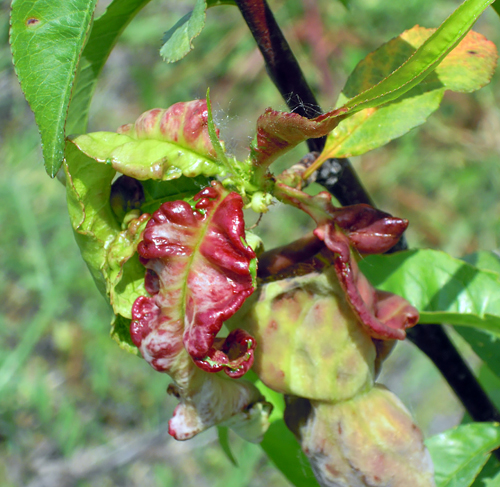 Курчавость листьев персика: меры борьбы, обработка дерева, лечение болезни