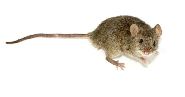 Как избавиться от грызунов на даче: мощное средство от мышей и крыс