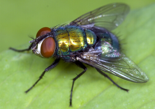Как избавиться от мух в доме и на даче? Мухояр: инструкция по применению