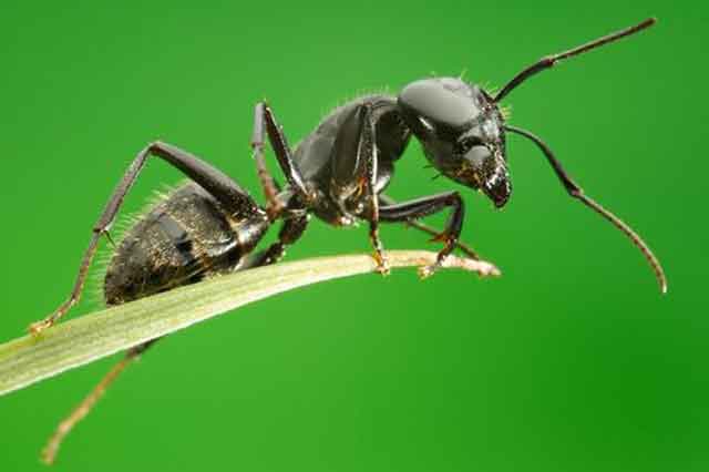 Как избавиться от муравьев и тли: средство от вредителей деревьев
