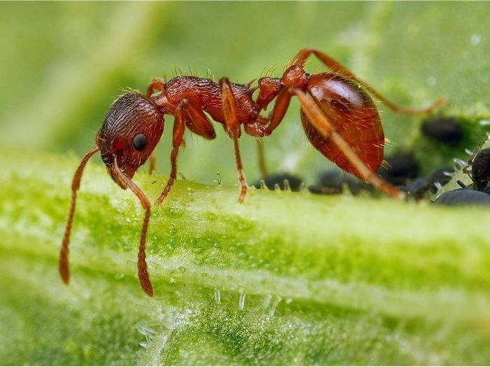 Какие муравьи полезны для сада и огорода – существуют ли такие?