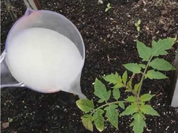 Особенности удобрения: какие растения можно поливать кефиром