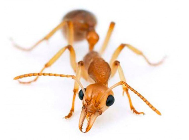 Фараоновые муравьи на участке: как избавиться, какие средства использовать