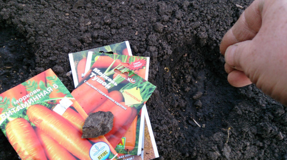 Посадка моркови и свеклы: когда, как, в какое время суток сеять рассаду