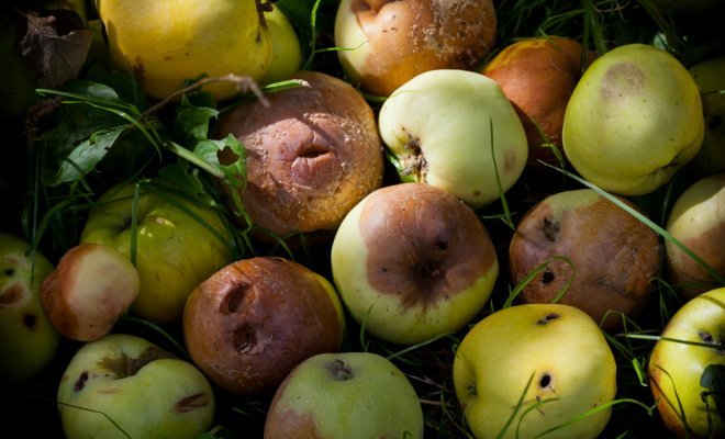 Перегной из яблок: можно ли удобрять огород гнилыми яблоками