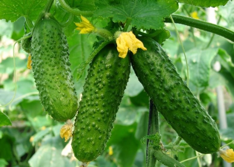 Срок плодоношения огурца: как продлить жизнь овощей в теплице