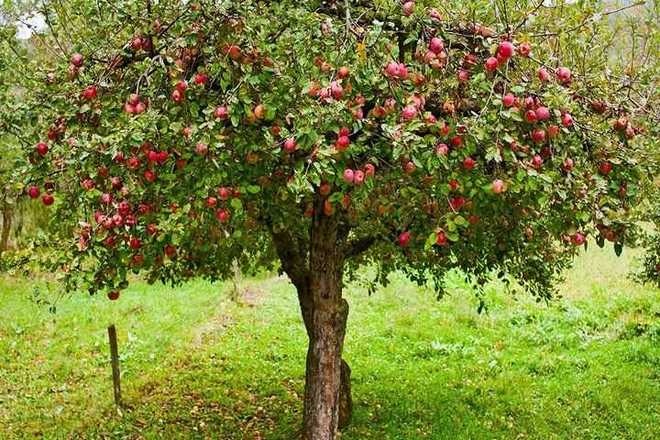 Защита яблони от плодожорки: что это такое и как с ними бороться?