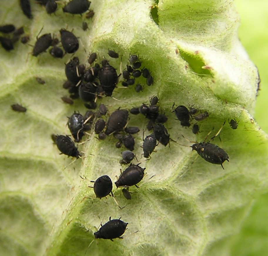 Вредители огурцов в открытом грунте: жуки, гусеницы, тля и другие насекомые