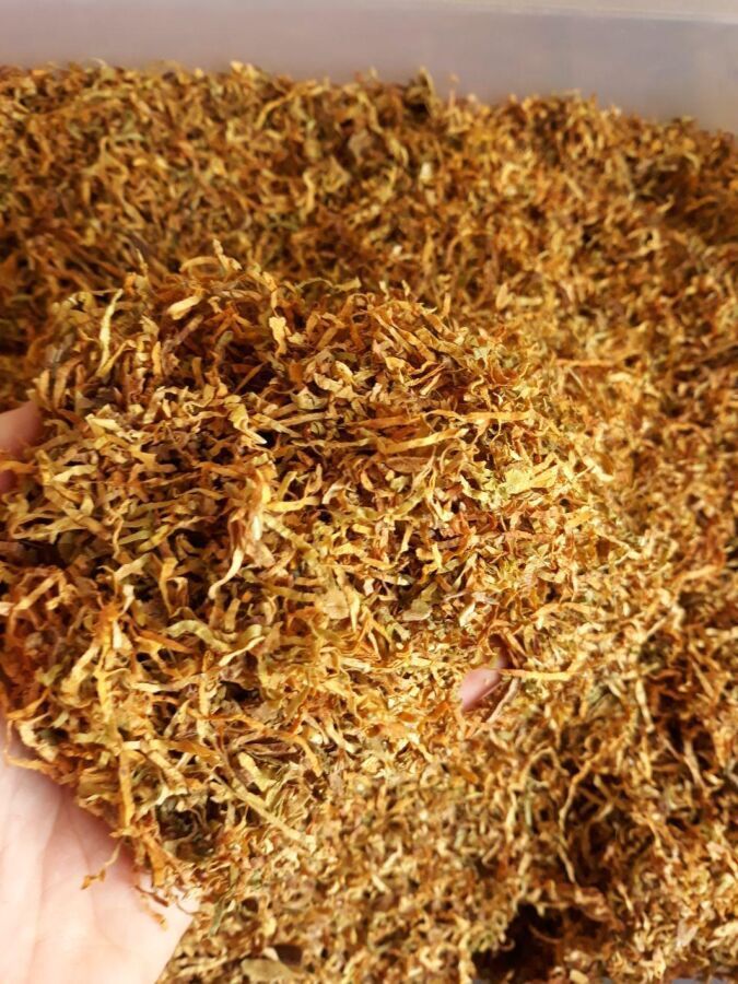 Табак и махорка: сбор листьев, приготовление отвара, применение против вредителей