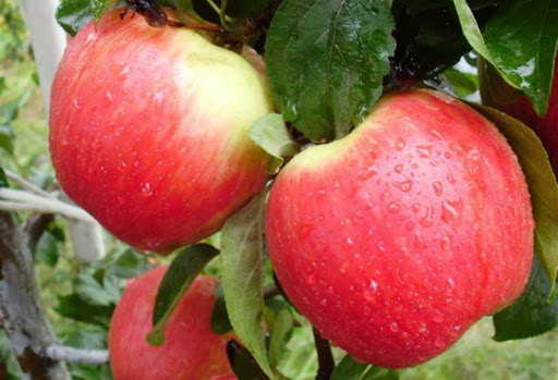 Сбор яблок на зиму: когда лучше снимать яблоки зимних сортов