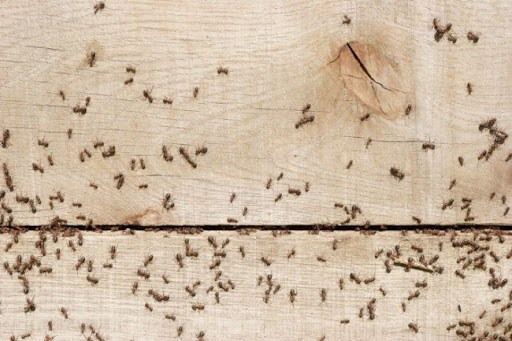 Самые эффективные средства от муравьев: инсектициды от насекомых в квартире