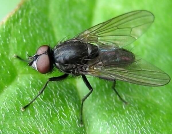 Минирующая муха на огурцах и томатах: фото, виды, меры борьбы
