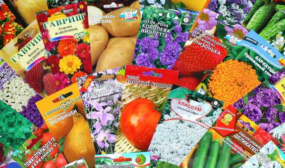 Когда лучше покупать семена овощей: правила выбора хороших семян