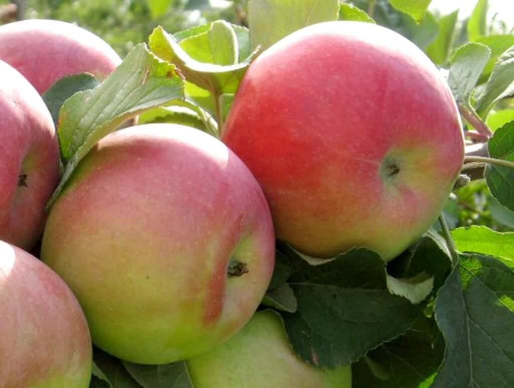 Почему яблоки червивые и падают с дерева: основные причины и эффективноерешение проблемы