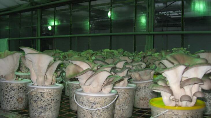 Выращивание вешенок на даче: как самостоятельно разводить грибы