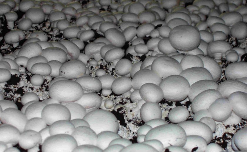 Шампиньоны на навозе: приготовление компоста в брикетах для грибов