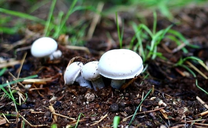 Шампиньоны на навозе: приготовление компоста в брикетах для грибов