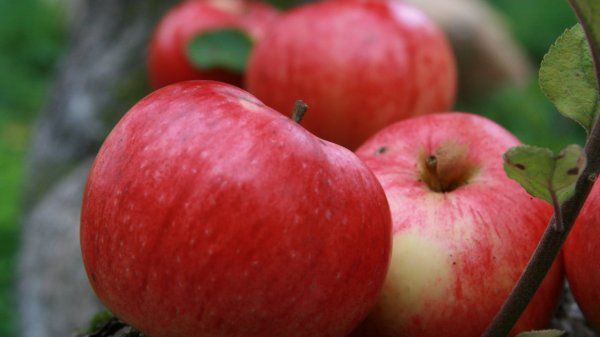 Подборка лучших сладких карликовых сортов яблок для Урала