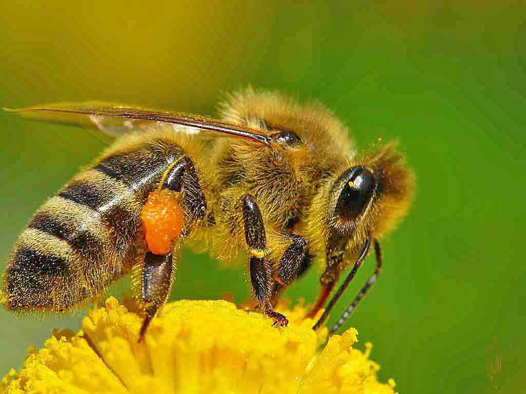 Что любят пчелы и на какие виды цветов они чаще всего садятся?