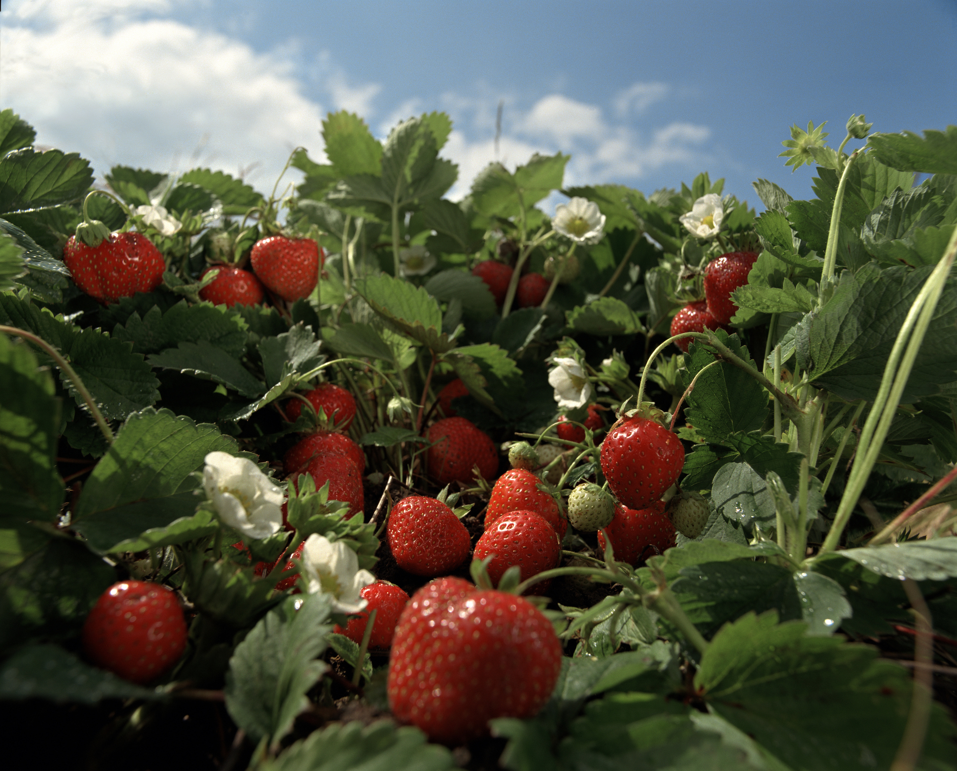 Клубника в августе: что делать? Какой уход нужен за ягодами после сбора урожая?