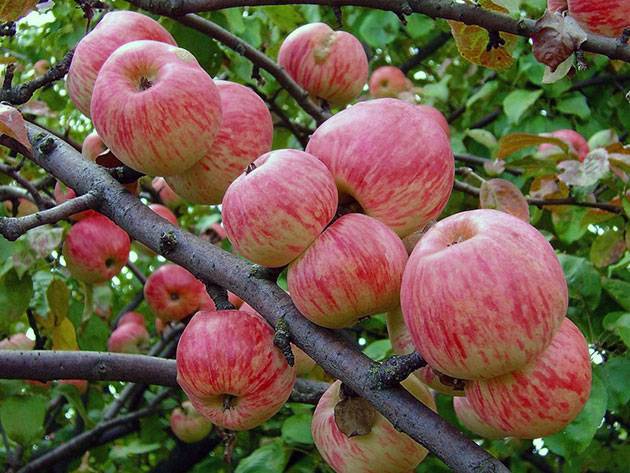 Подборка лучших сладких карликовых сортов яблок для Урала