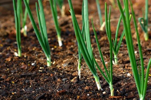 Срок годности семян лука чернушки: как сохранить лук до весны