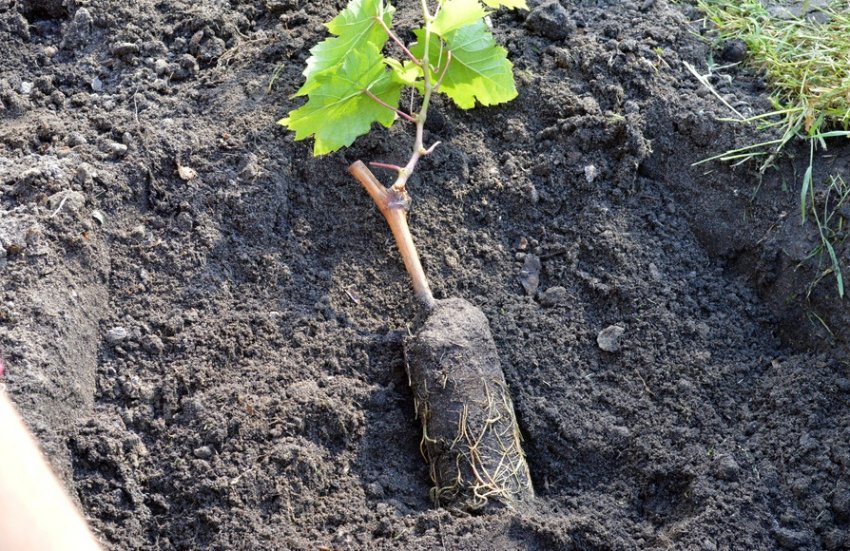 Как посадить виноград осенью пошагово: подборка лучших советов
