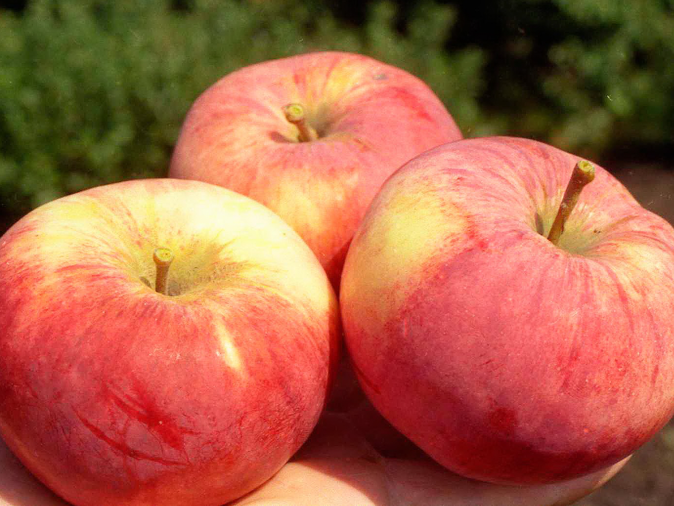 Как часто поливать яблони летом: основные правила полива и полезные советы