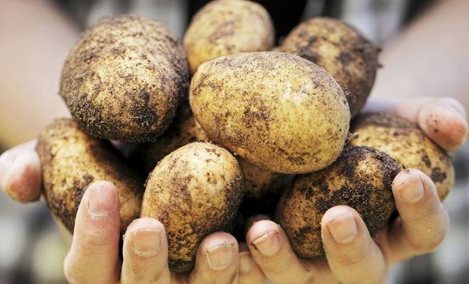 Стоит ли сажать картошку: аргументы за и против. Зачем люди это делают?