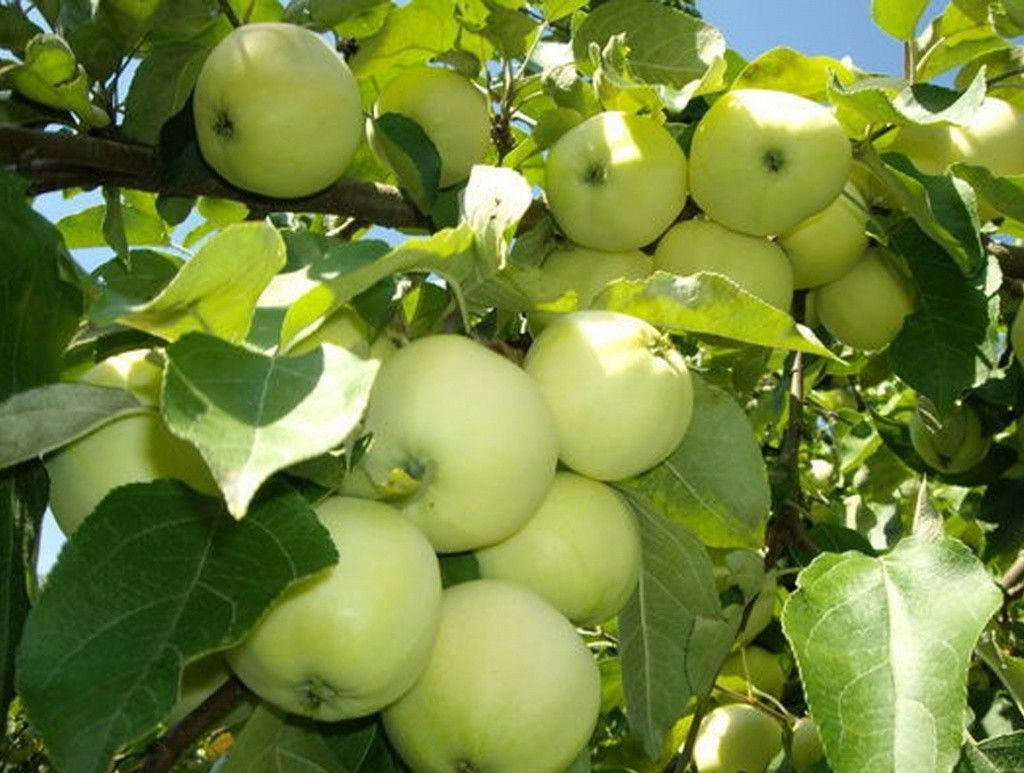 Что делать, если нет коры на яблоне: эффективные способы восстановления коры