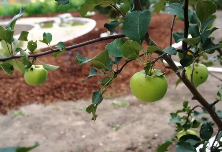 Как подготовить яблони к зиме: обработка коры осенью