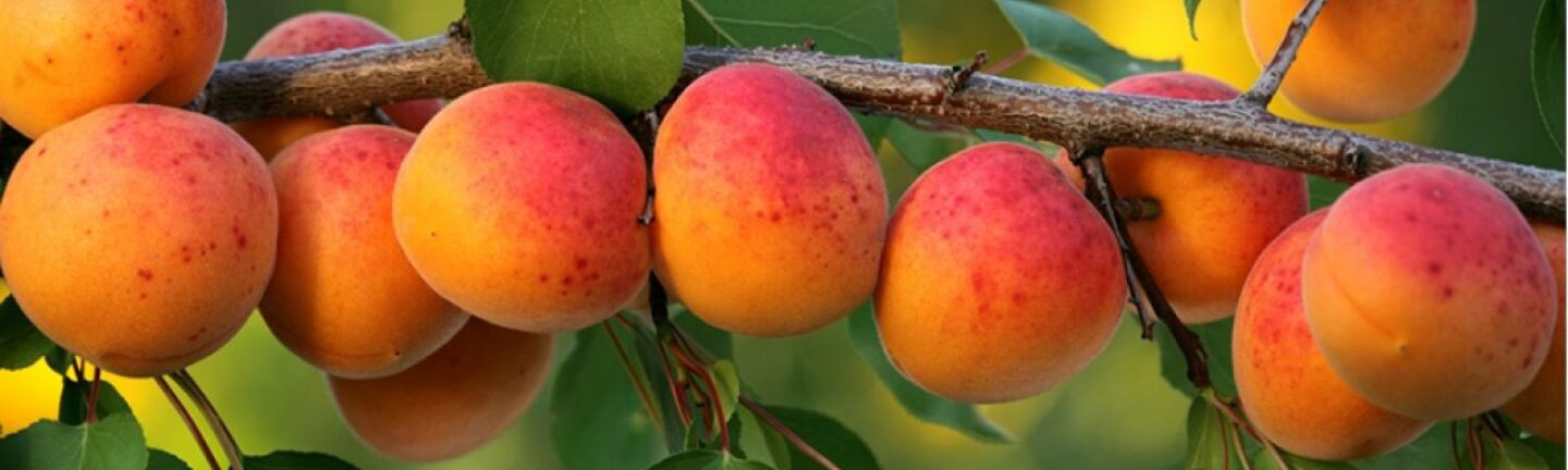 Что делать, когда подмерз абрикос: лучшие советы по уходу за деревом