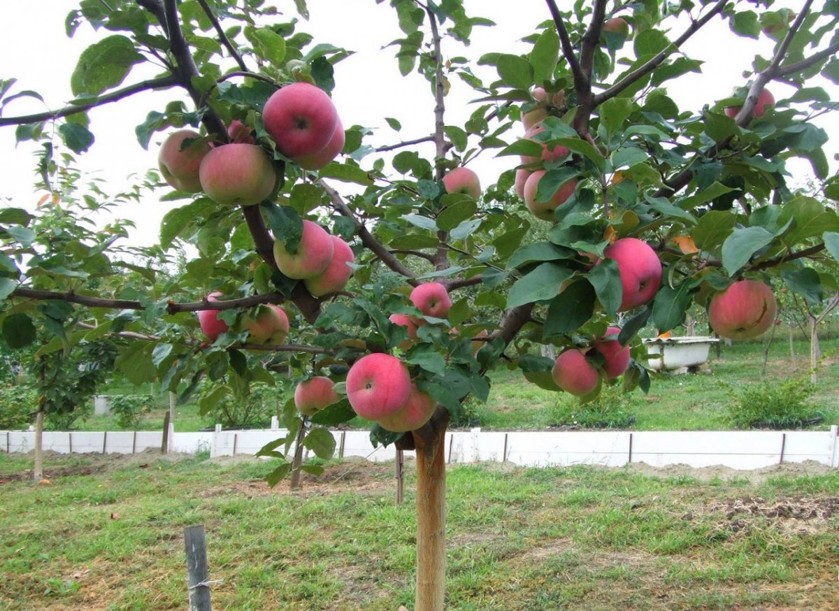 Почему яблоки червивые и падают с дерева: основные причины и эффективноерешение проблемы