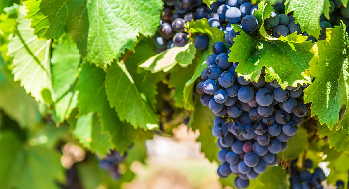 Как сделать вино из нескольких сортов винограда и какие сорта лучше всего подойдут