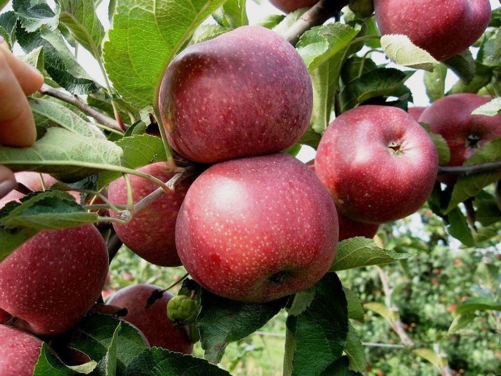 Как правильно обрезать яблоню летом: лучшие советы и рекомендации