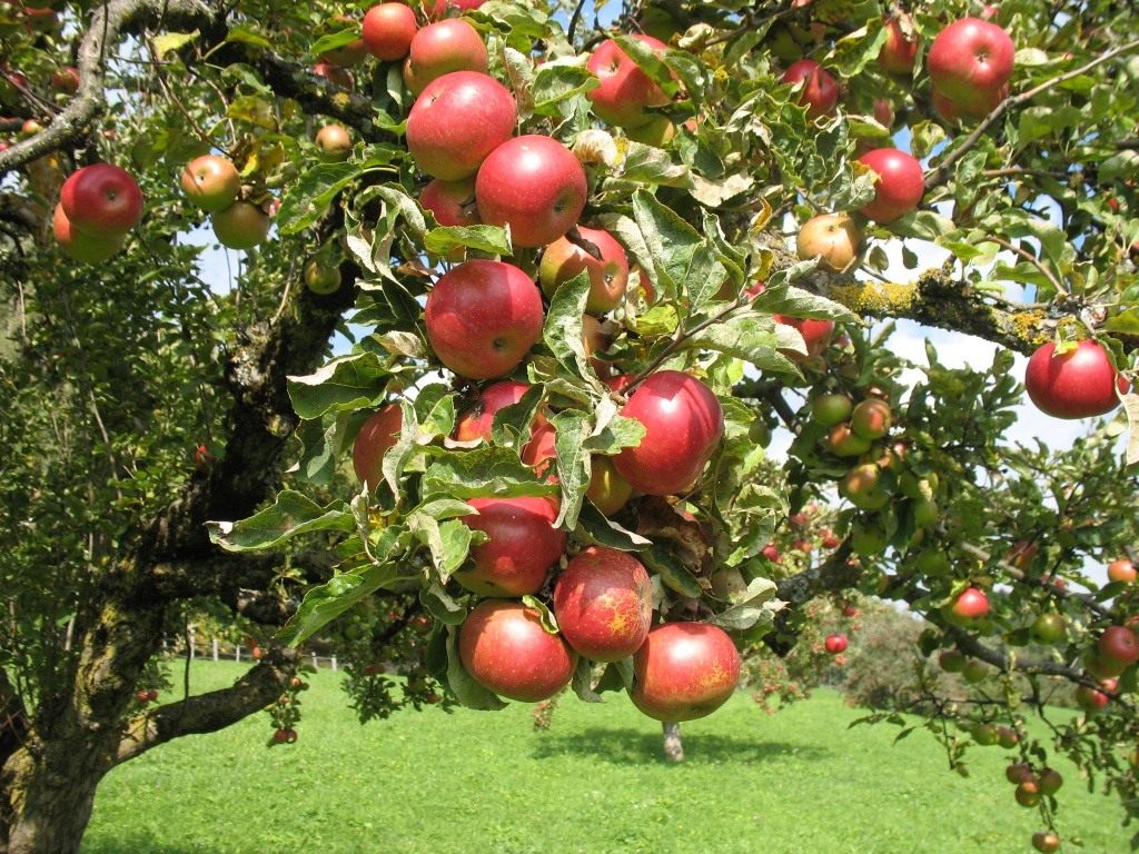 Как правильно обрезать яблоню летом: лучшие советы и рекомендации