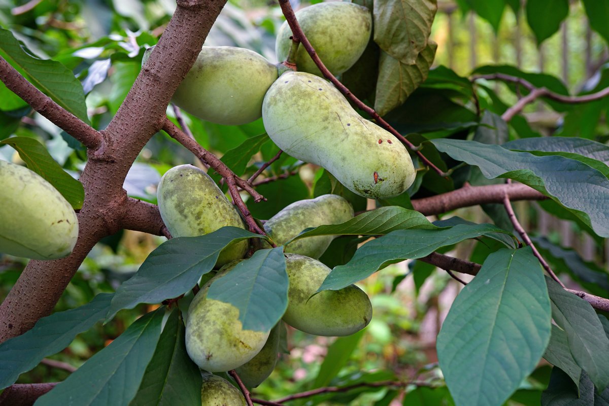 Азимина – банановое дерево: нюансы выращивания и полезные свойства