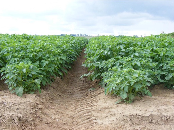 Как после посадки поливать картошку в жару: правильный полив растений