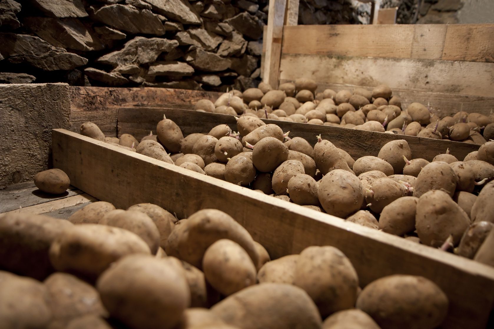 Как сохранить картошку до весны: хранение в погребе и в земле