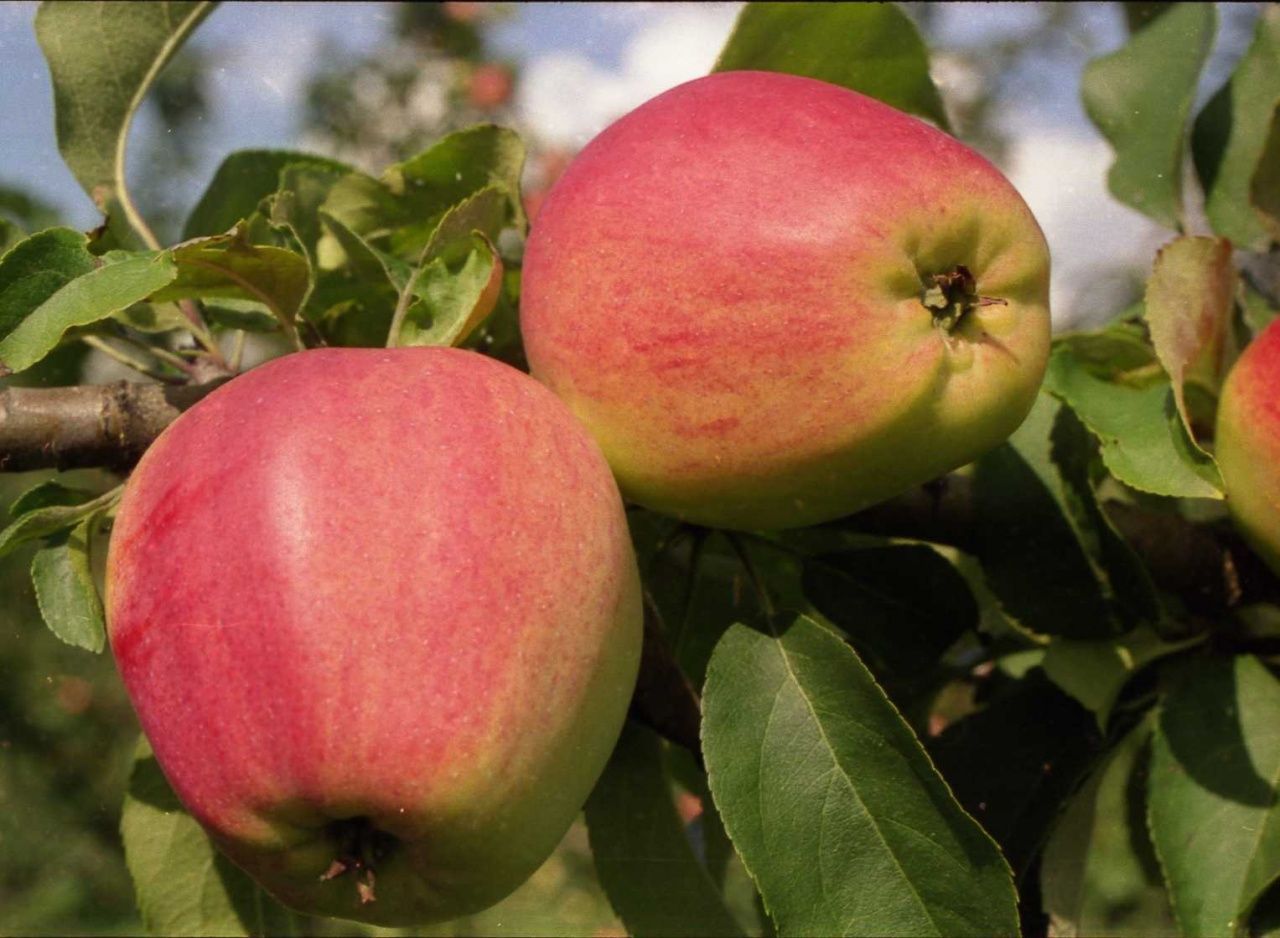 Самые зимостойкие сорта яблонь: подборка для средней полосы