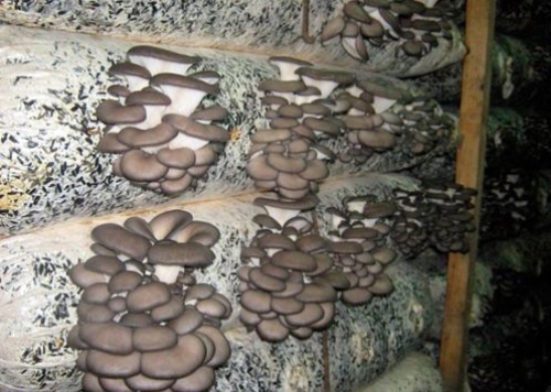 Выращивание вешенок на даче: как самостоятельно разводить грибы