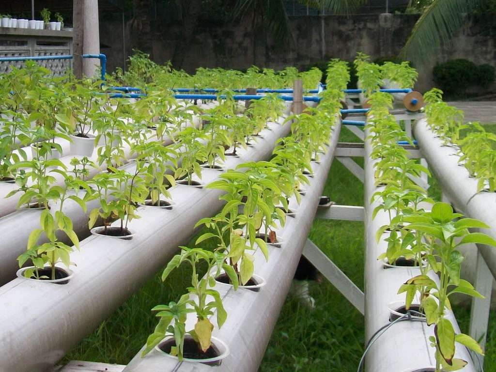 Выращивание огурцов методом гидропоники: преимущества и недостатки