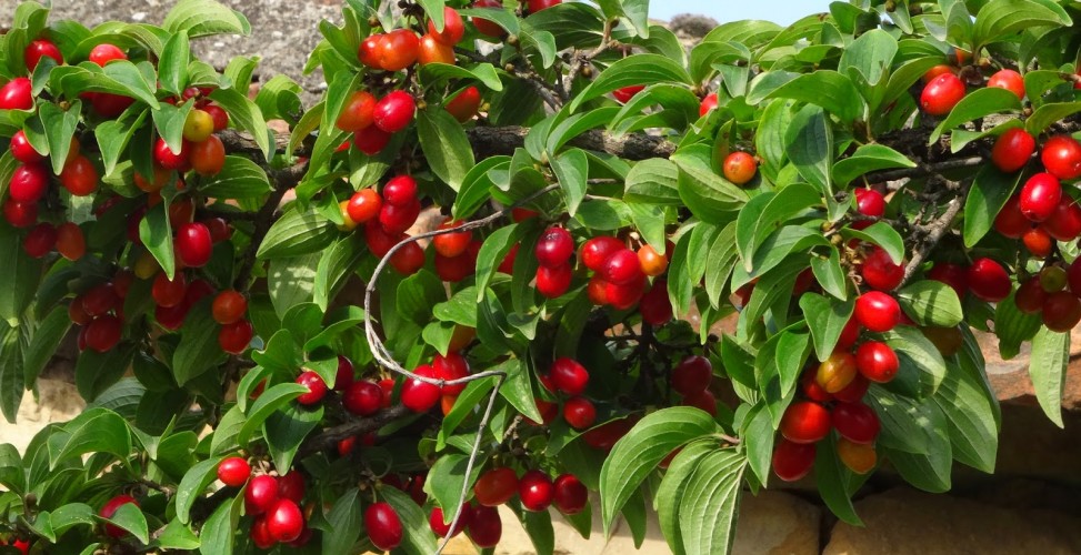 Интересные факты об ягоде кизил: где растет и все тонкости выращивания