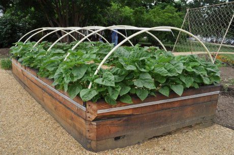Овощи в грядках-коробах: метод посадки и выращивания картофеля