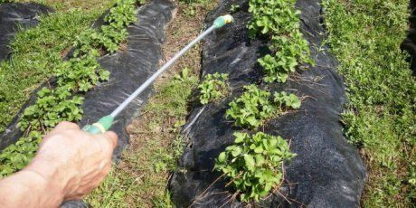 Обработка огорода от вредителей: виды химических препаратов