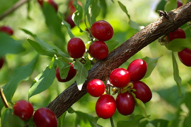 Интересные факты об ягоде кизил: где растет и все тонкости выращивания
